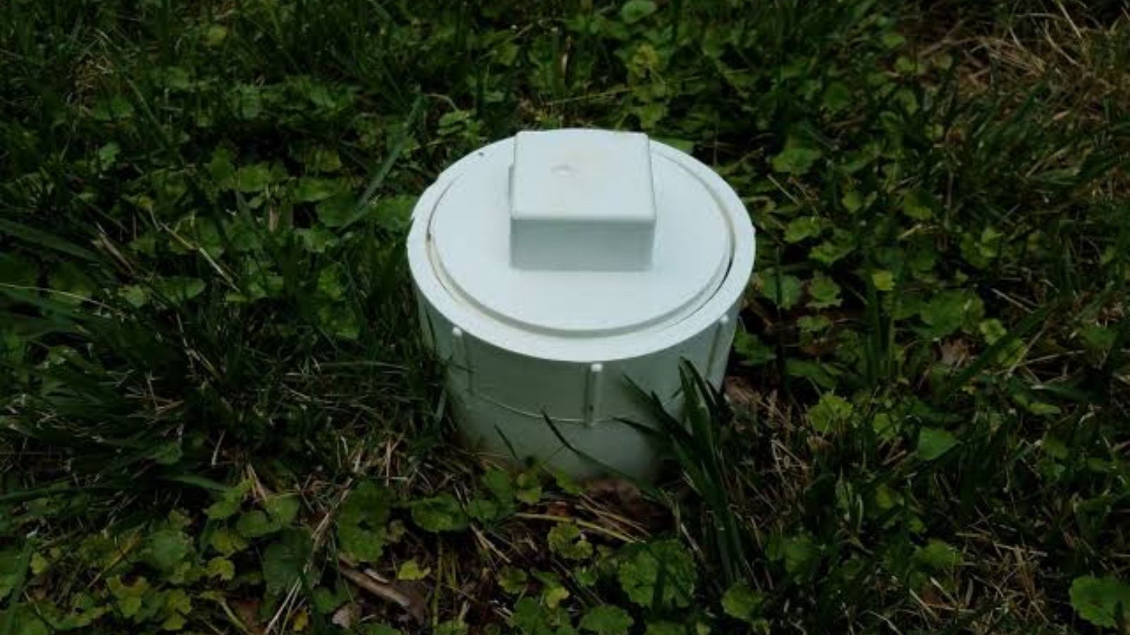 Sewer line cleanout cap sticking up from the ground in Northern Colorado